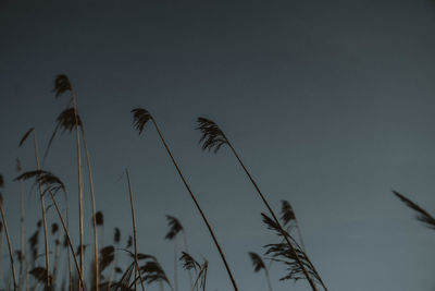 Low angle view of silhouette plants against clear sky