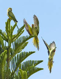 Low angle view of birds flying against sky