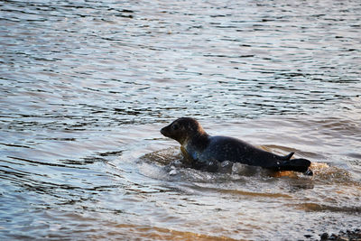Young seal swimming in sea
