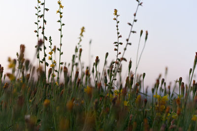 Close-up of flowering plants on field against sky