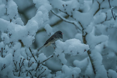 snow