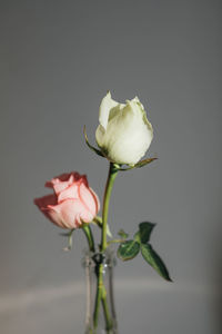 Close-up of rose against white background