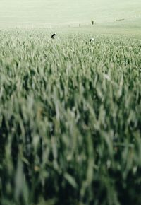 Bird flying over field