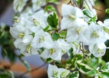 Close-up of white flowering plant