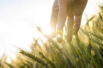 Close-up of wheat growing on field against sky