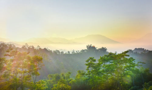 Trees on mountain against sky during sunset