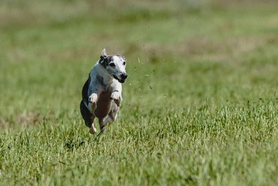 Dog running in