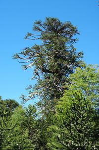 Low angle view of tree against blue sky