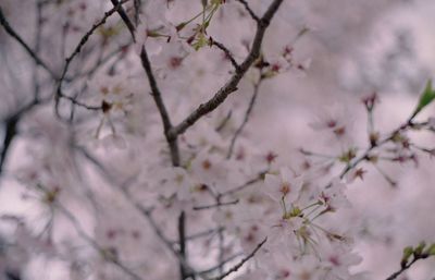 Close-up of cherry blossoms