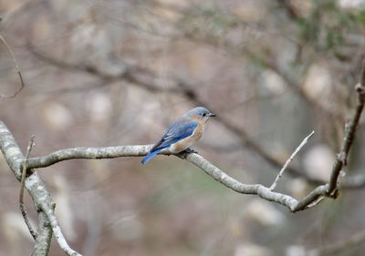 Low angle view of bird perching on branch