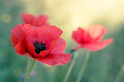 Close-up of red hibiscus blooming outdoors