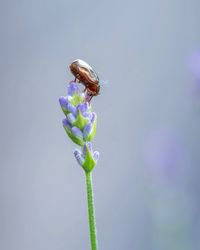 Close-up of insect on purple flower