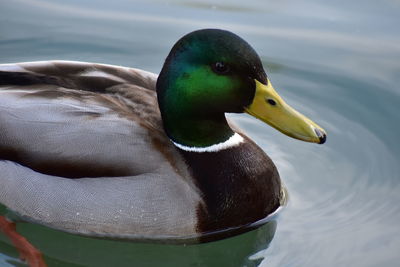 Close-up of mallard duck swimming in lake