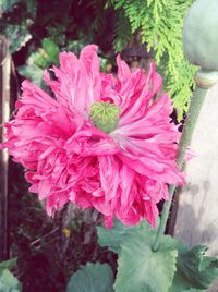 Close-up of pink flowers