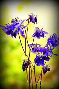 Harebell flowers blooming outdoors