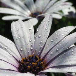 Close-up of wet purple flower