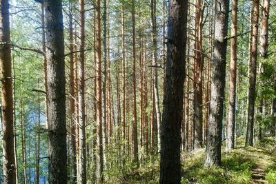 View of trees in forest