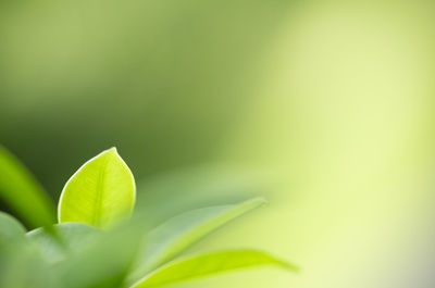 Close-up of fresh green leaves