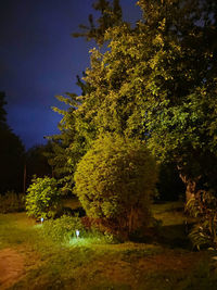 Trees growing in park against sky at night