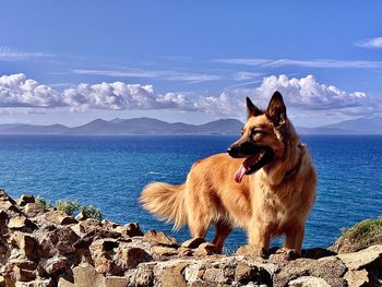 Dog looking away on beach against sky