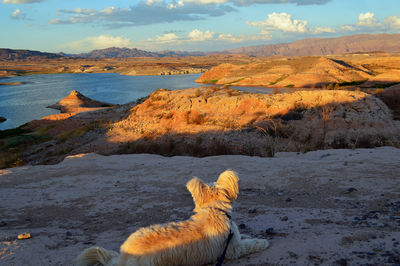 Rear view of dog sitting on rock against sky