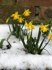 Close-up of yellow flowers blooming in snow