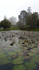 Scenic view of lake against clear sky