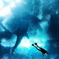 Low angle view of silhouette fish swimming underwater