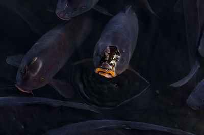 High angle view of fish swimming in sea