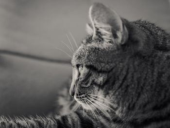 Close-up of a cat looking away