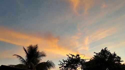 Low angle view of trees at sunset