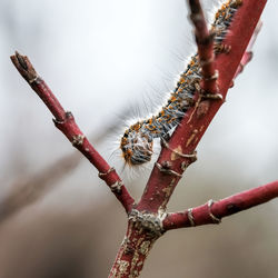 Close-up of spider on branch