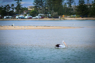 Swans swimming in water