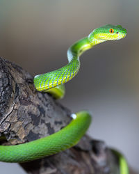 Close-up of snake