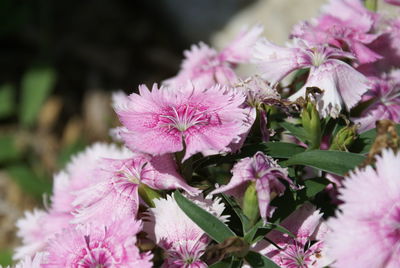 Close-up of pink flowering plant