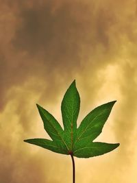 Close-up of plant leaves against sky