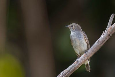 Close-up of bird perching on branch