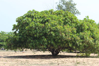 Trees on field against clear sky