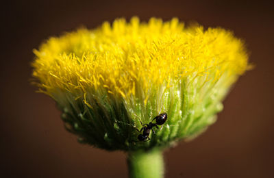 Close-up of yellow flower