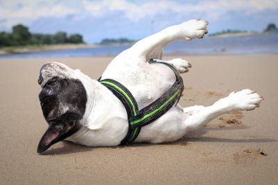 Close-up of dog on beach against sky