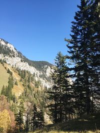 Pine trees in forest against clear blue sky