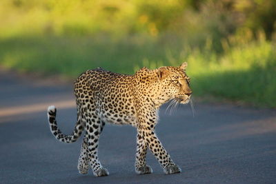 Leopard walking on road