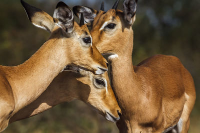 Close-up of deer