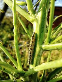 Close-up of insect on plant