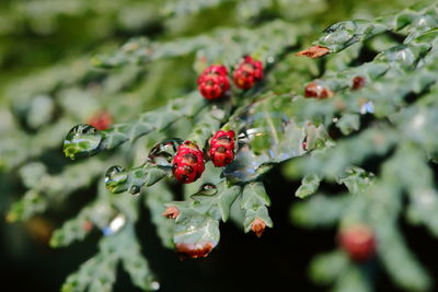 Close-up of berries growing on plant