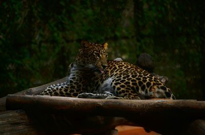 Leopard sitting on wood