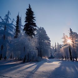 Trees on snow covered field against sky during winter