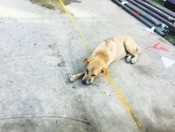 High angle view of dog lying on street