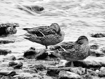 Ducks on rocks in river