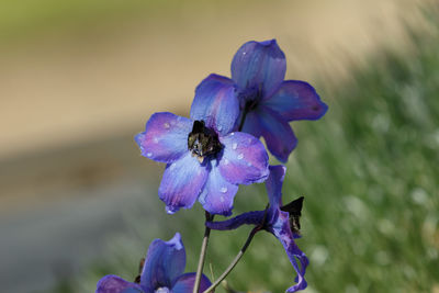 Close-up of purple flowering plant